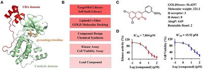 Discovery of Coumarin as Microtubule Affinity-Regulating Kinase 4 Inhibitor That Sensitize Hepatocellular Carcinoma to Paclitaxel